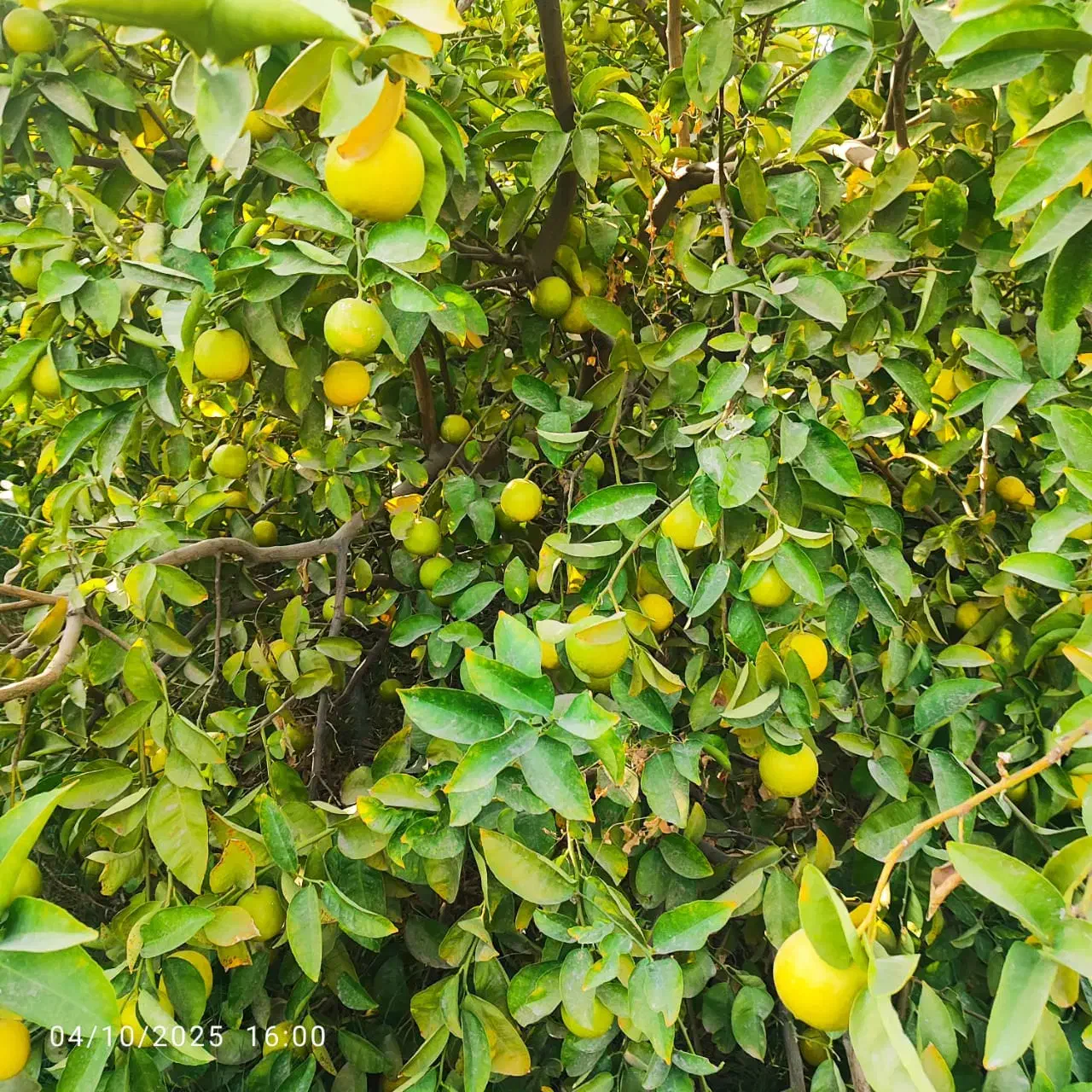 خرید میوه|خدمات باغبانی و درختکاری|جیرفت, |دیوار