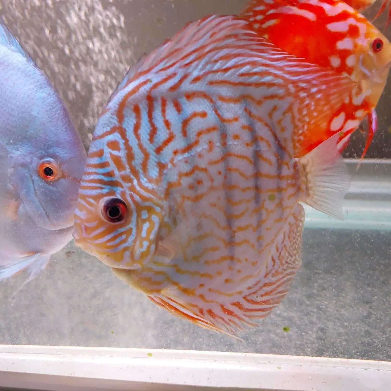 ۷ عدد دیسکس|ماهی|مشهد, شهید رضوی|دیوار