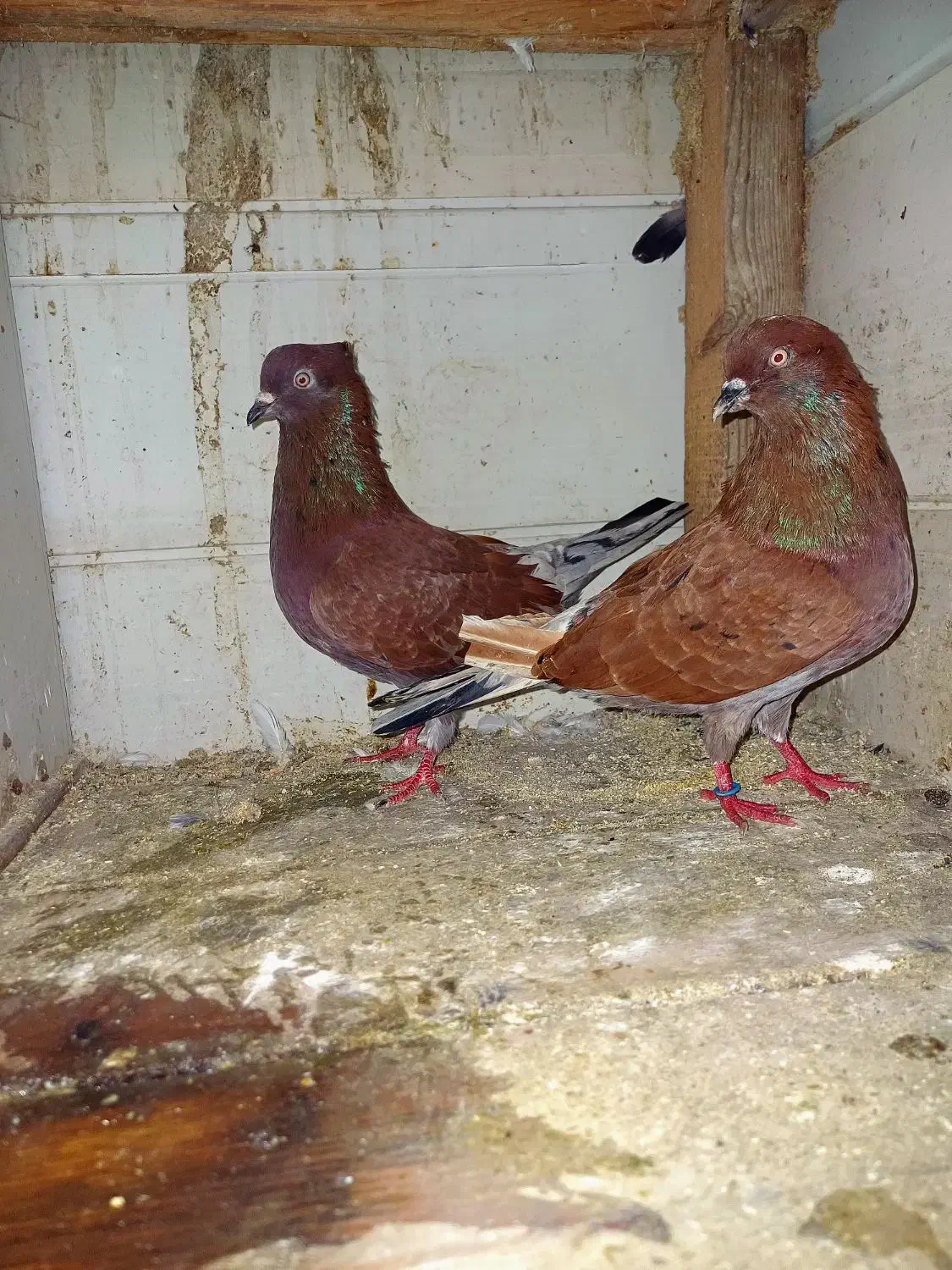 کبوتر سرخ سرور|پرنده|آستانه اشرفیه, |دیوار