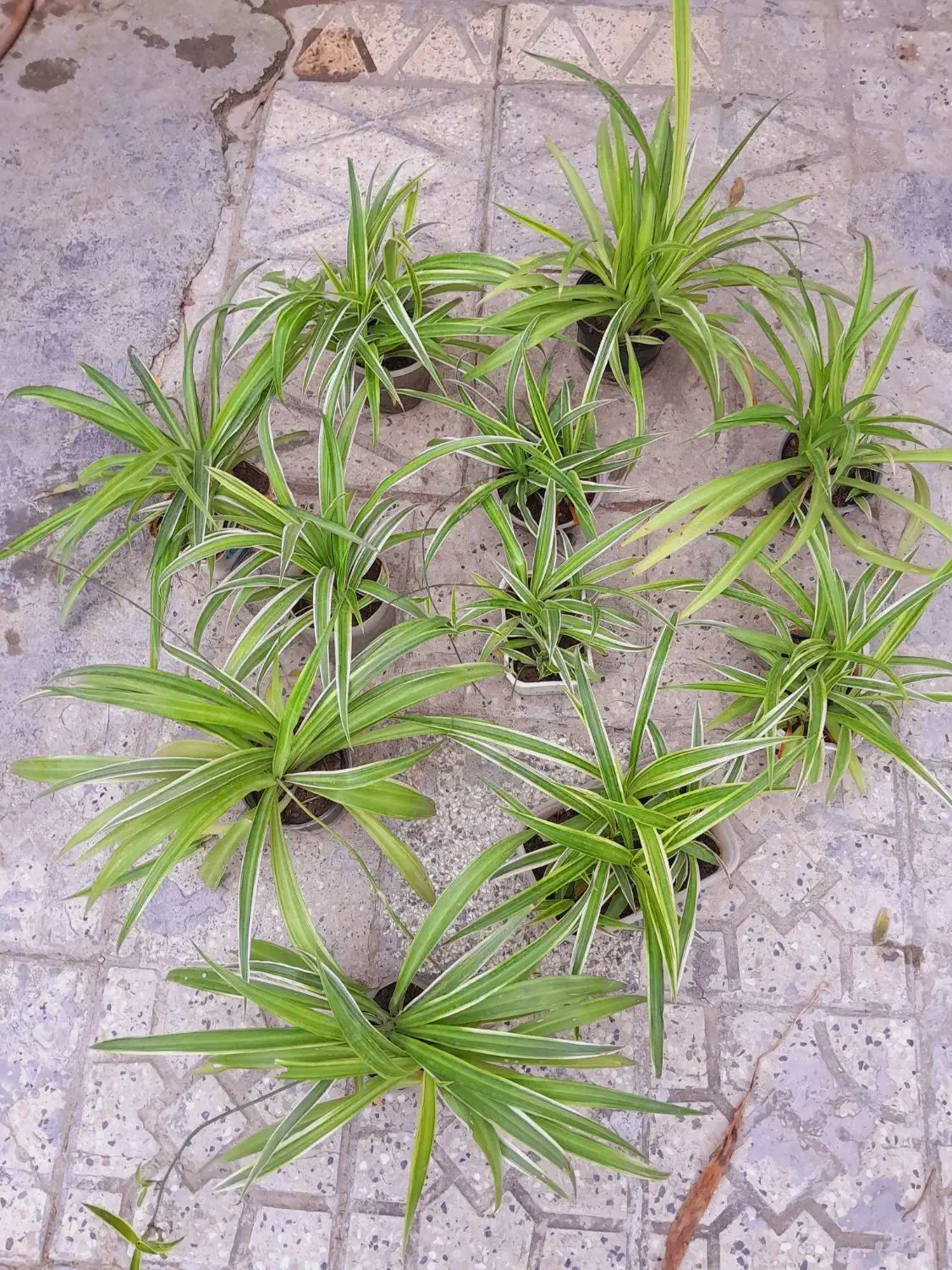 گل گل. دونه ۱۵ت|حراج|گرگان, |دیوار