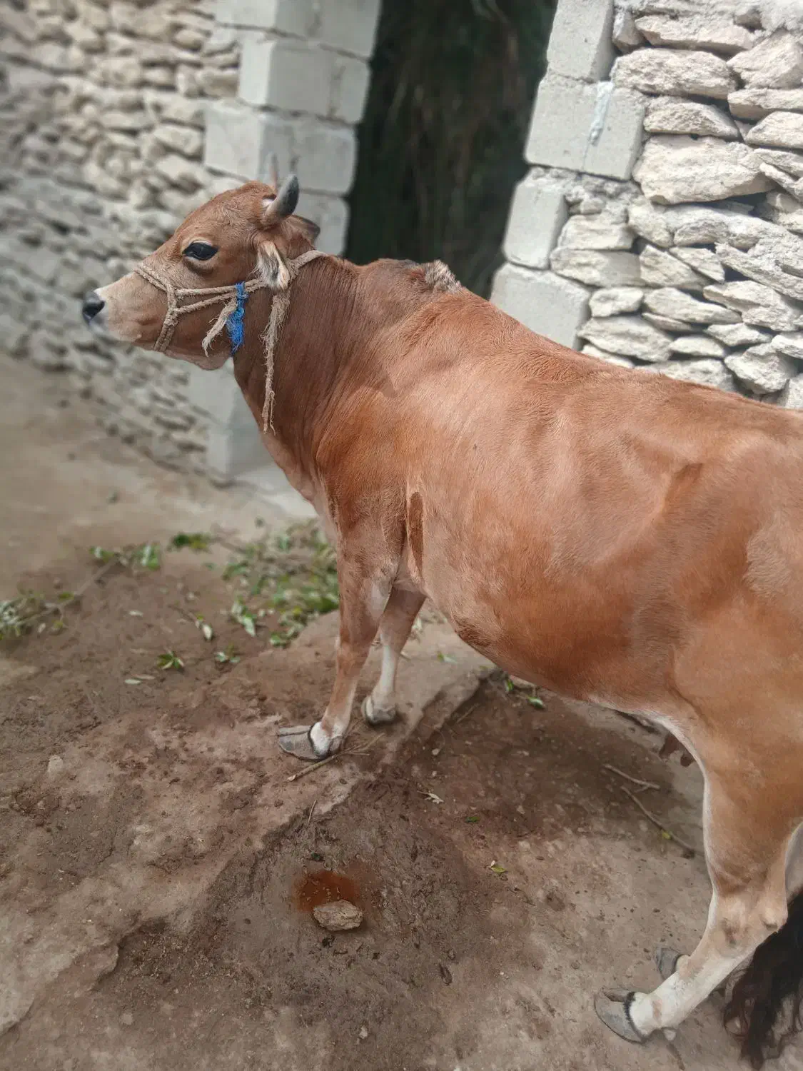 گاو شیری آروم|حیوانات مزرعه|قشم, |دیوار