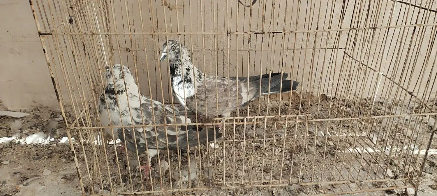 کبوتر|پرنده|خوانسار, |دیوار