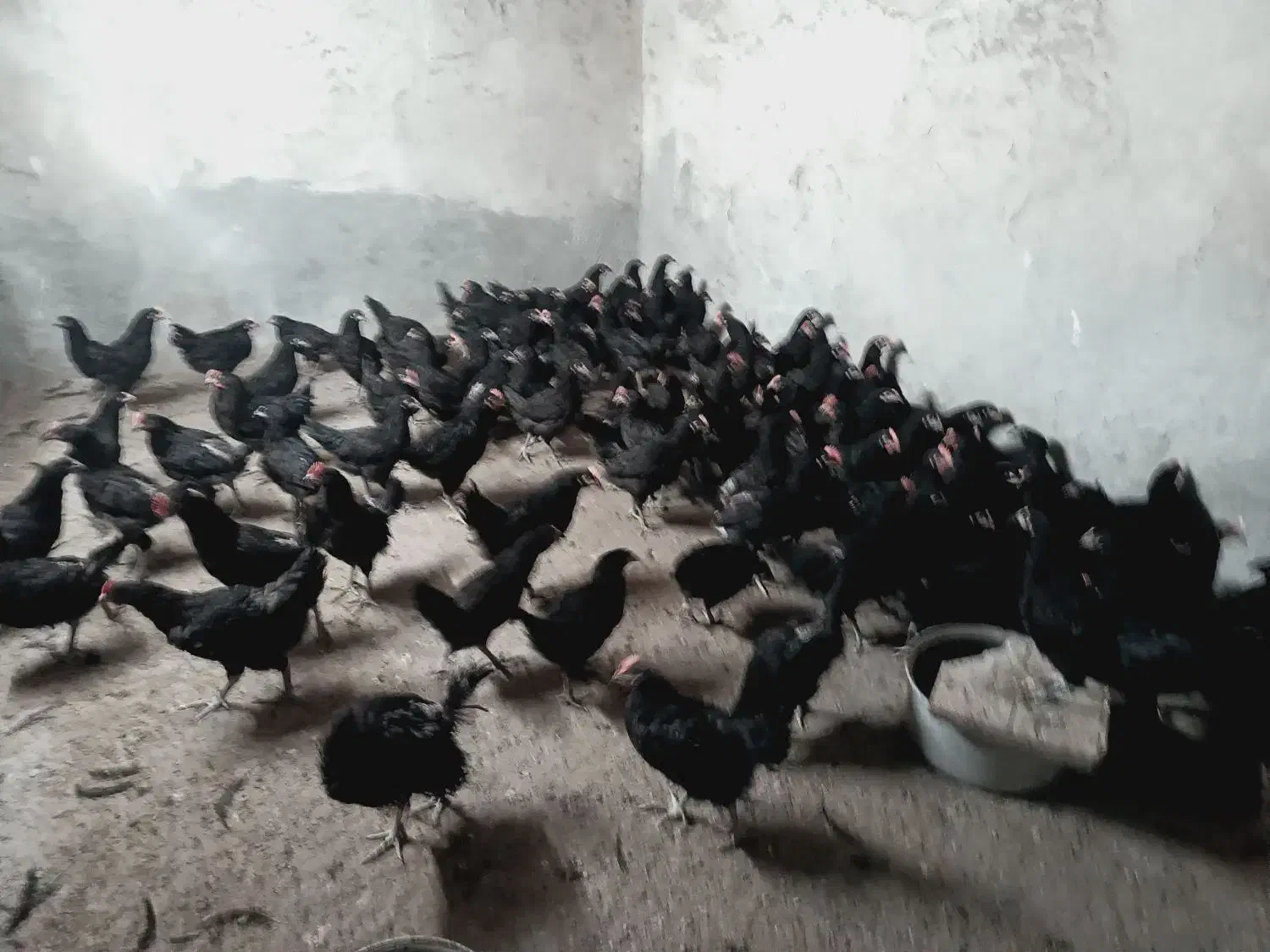 نیمچه استرالوپ چهار ماهه واکسن خورده|حیوانات مزرعه|شاهینشهر, خانه کارگر|دیوار