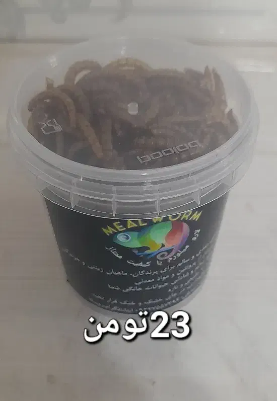 میلورم ممتاز خشک و زنده|خزنده|بیرجند, |دیوار