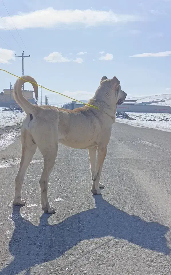 واگذاری سرابی|سگ|باسمنج, |دیوار