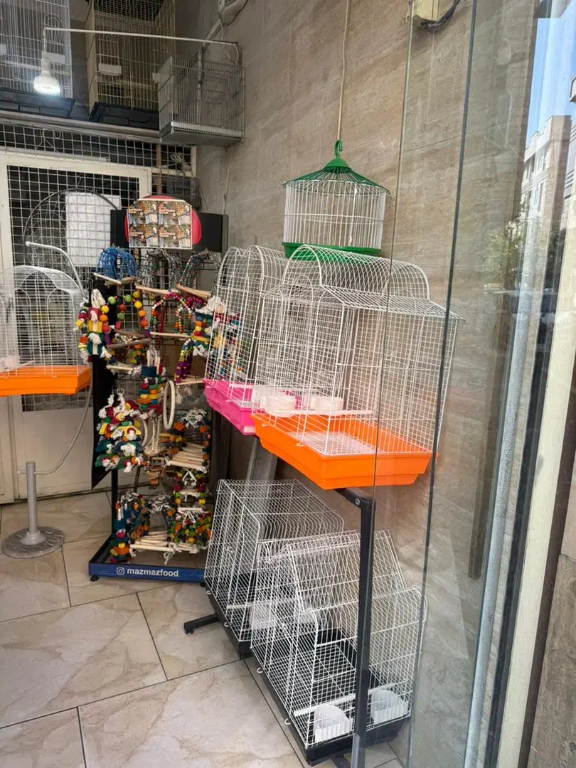 راهب عروس برزیلی کرینچیگ سخنگو رام دستی|پرنده|تهران, وحیدیه|دیوار