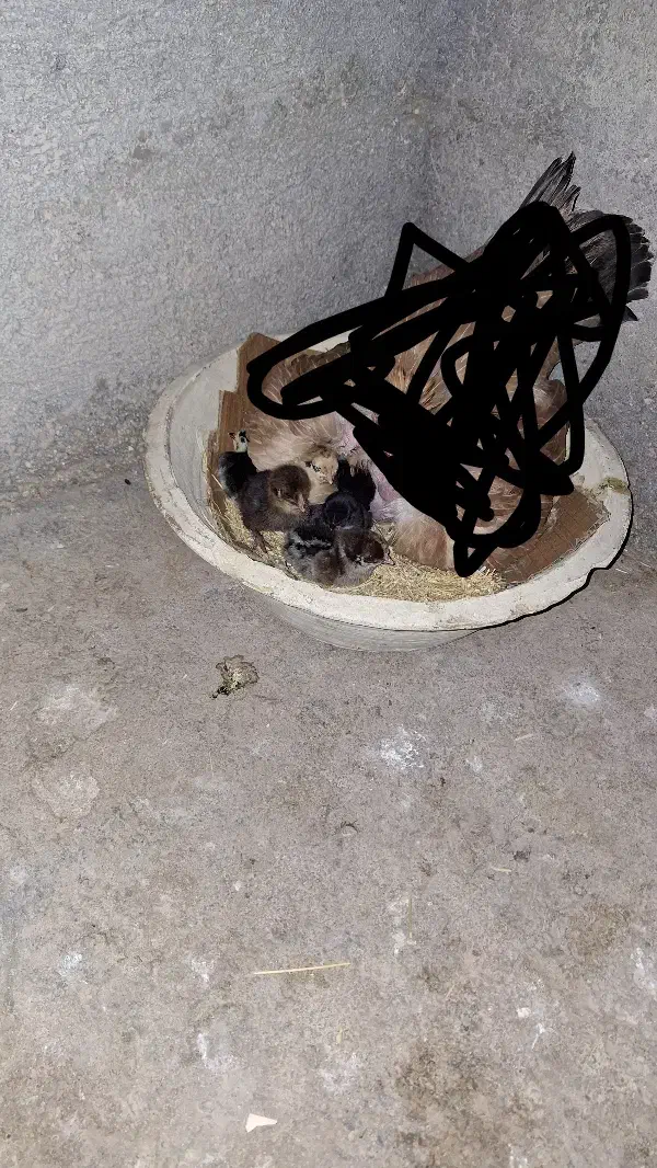 جوجه مرغ محلی ۴ روزه|حیوانات مزرعه|خورموج, |دیوار