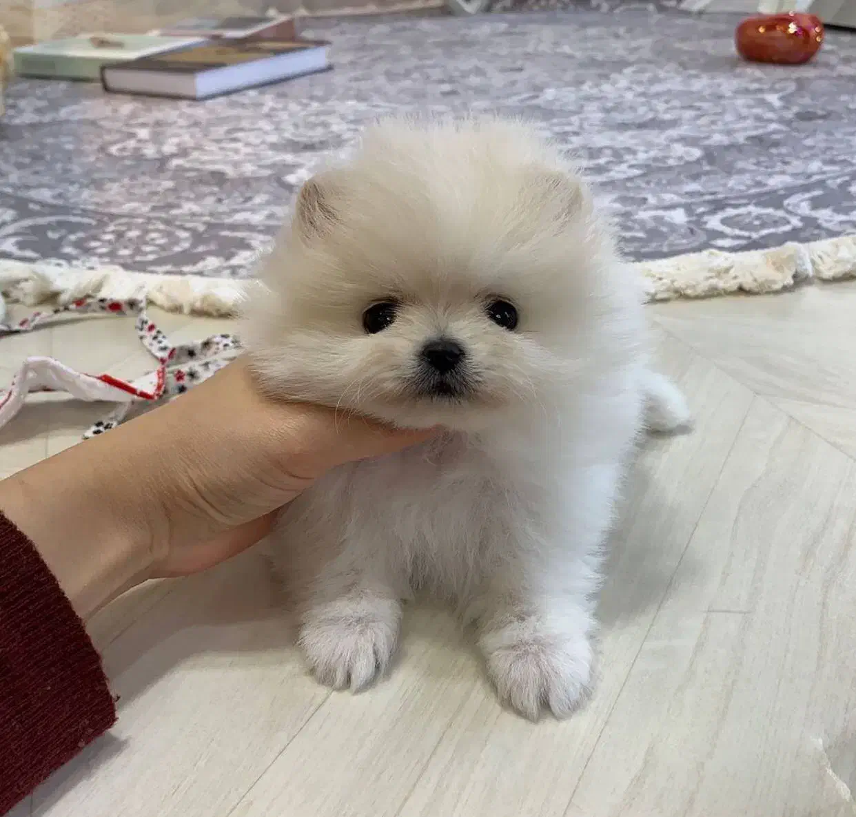 توله پامرانین|سگ|تهران, جنت‌آباد مرکزی|دیوار