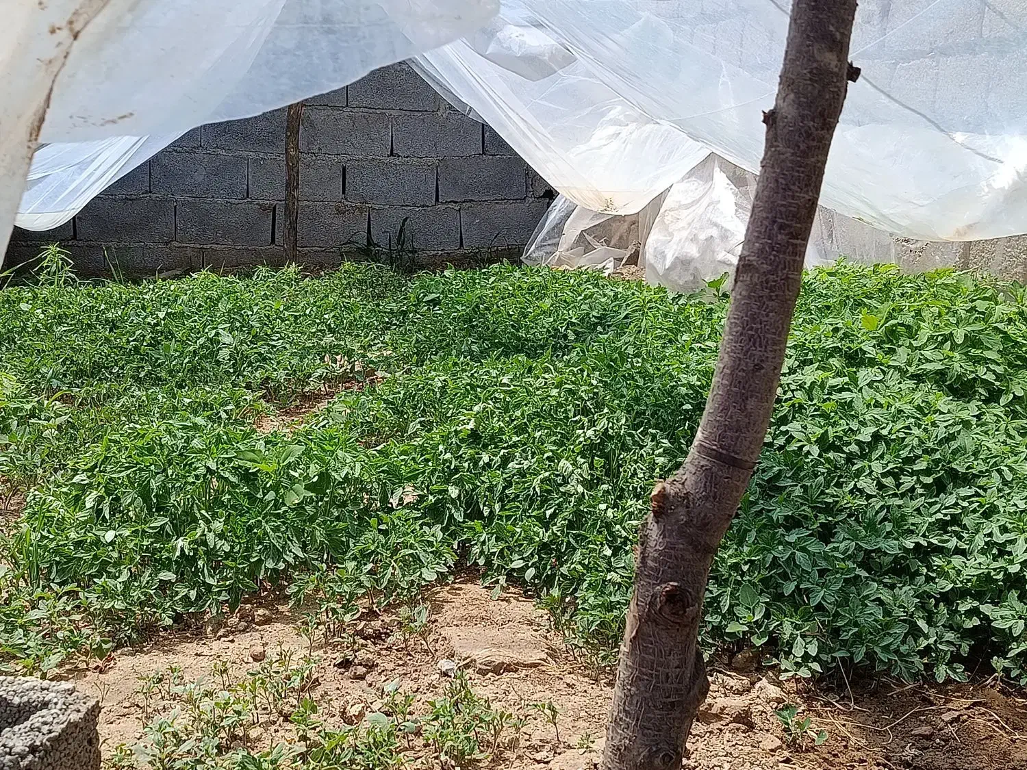 زمین مسکونی روستای سلطان آباد|فروش زمین و ملک کلنگی|انزل, |دیوار