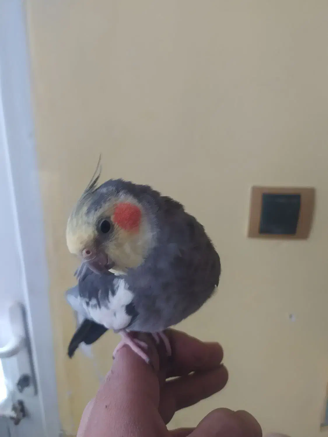 عروس هلندی سخن گو دستی|پرنده|بجنورد, |دیوار