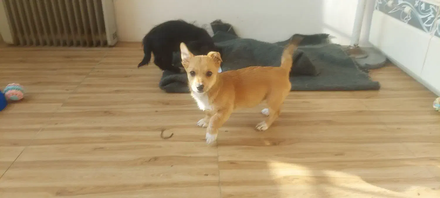 واگذاری سگ خانگی میکس شیتزو و تیریر|سگ|باغستان, |دیوار