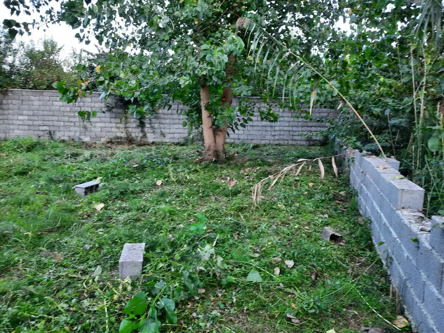 علف زنی|خدمات باغبانی و درختکاری|کومله, |دیوار