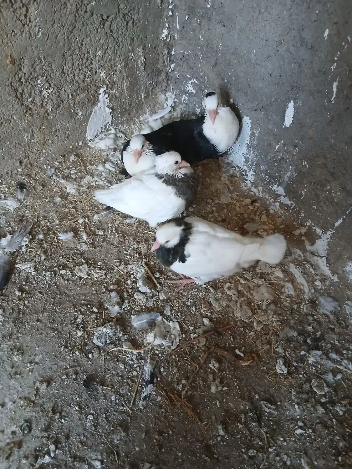 کبوتر طوقی سر سفید|پرنده|الوند, |دیوار