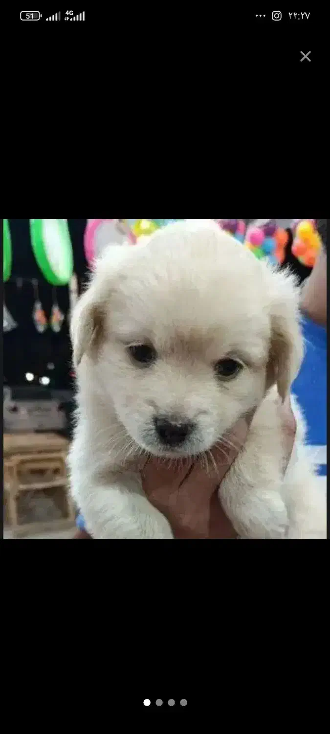 4ماهه|سگ|مشهد, نوده|دیوار