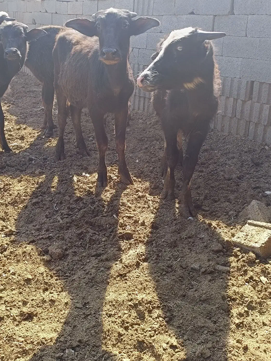 گوساله گاومیش اهوازی گاو|حیوانات مزرعه|شیراز, سعدیه جنوبی|دیوار