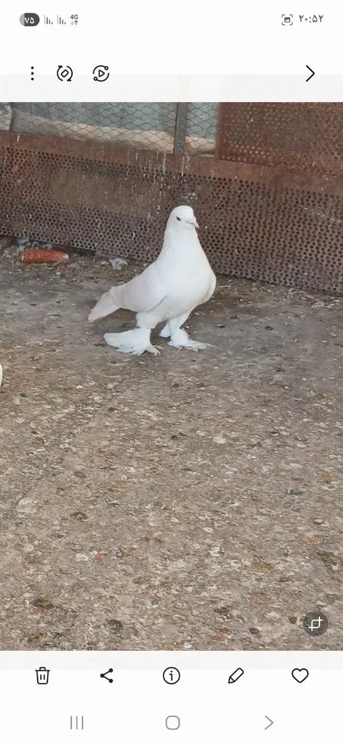 کفتر|پرنده|شیراز, ابیوردی|دیوار