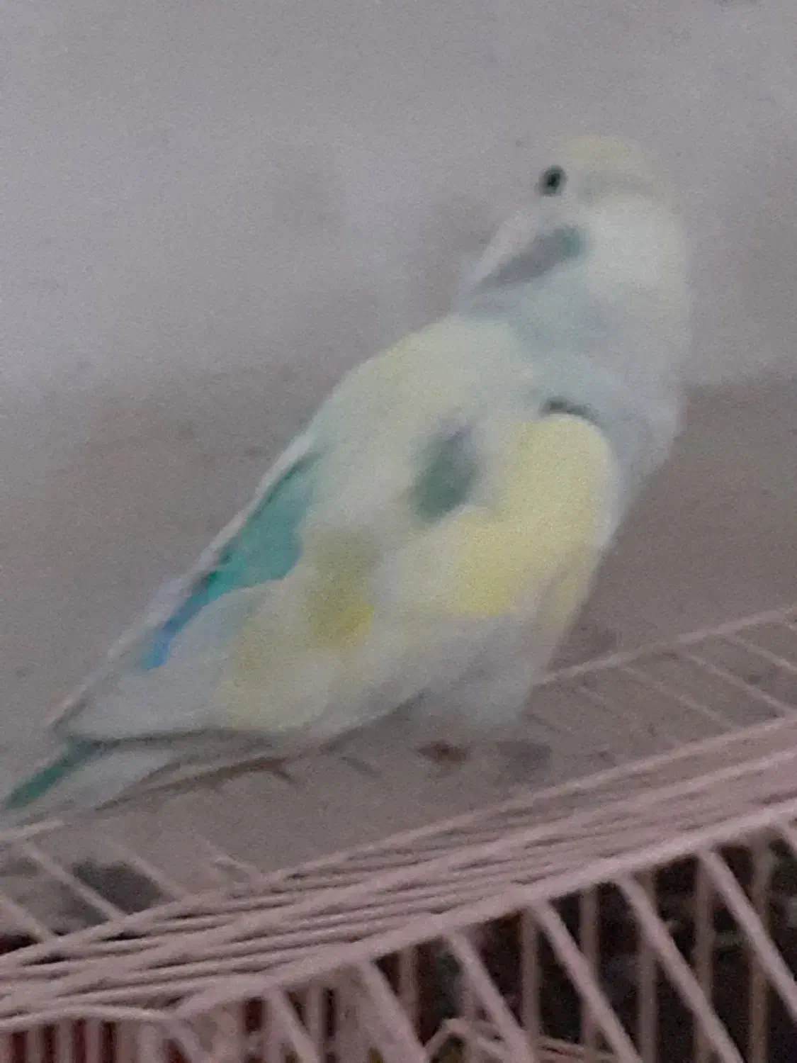 پرنده.کوتوله|پرنده|ریگ ملک, |دیوار