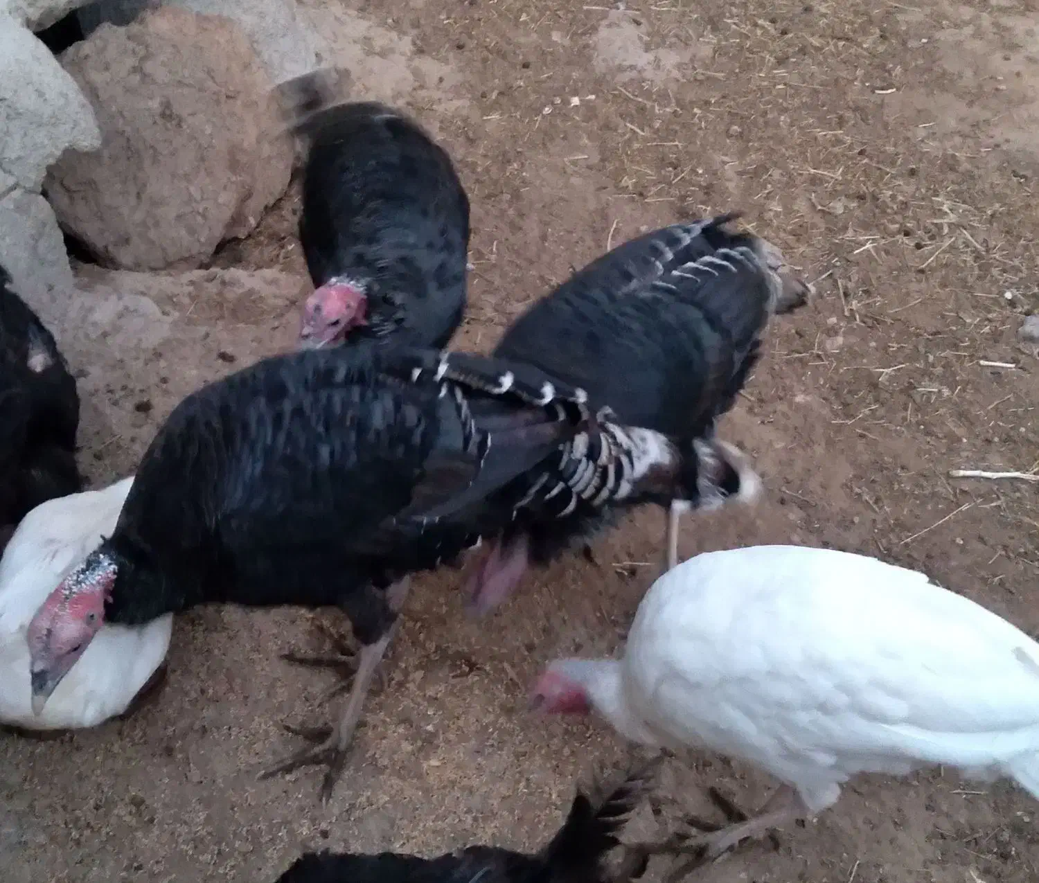 بوقلمون|حیوانات مزرعه|تهران, شهمیرزادی|دیوار