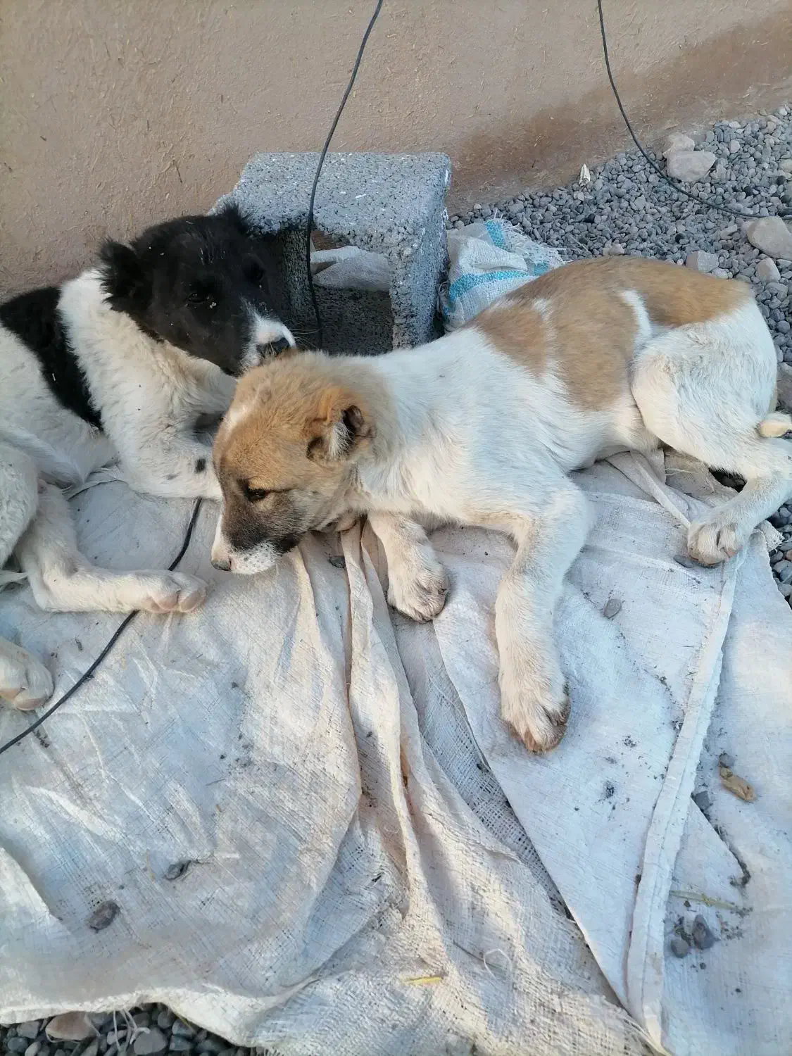 سگ گم شده|حیوانات|ماهان, |دیوار