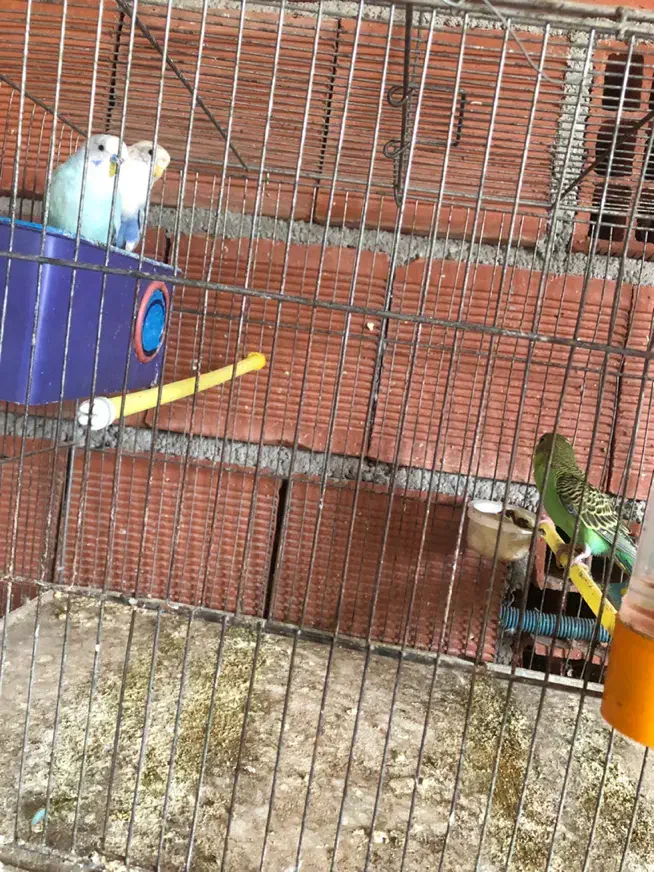 مرغ عشق مولد|پرنده|آستارا, |دیوار