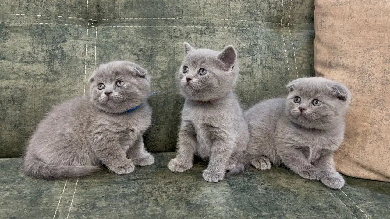 پیشی های ناز|گربه|تهران, قیطریه|دیوار