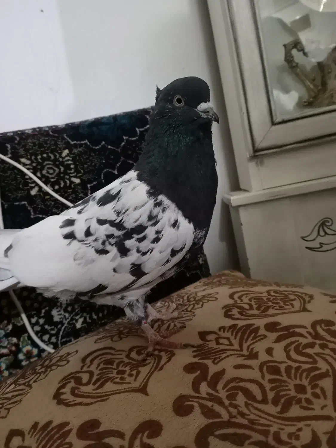 کله سیاه|پرنده|تربت‌حیدریه, پائین ولایت|دیوار