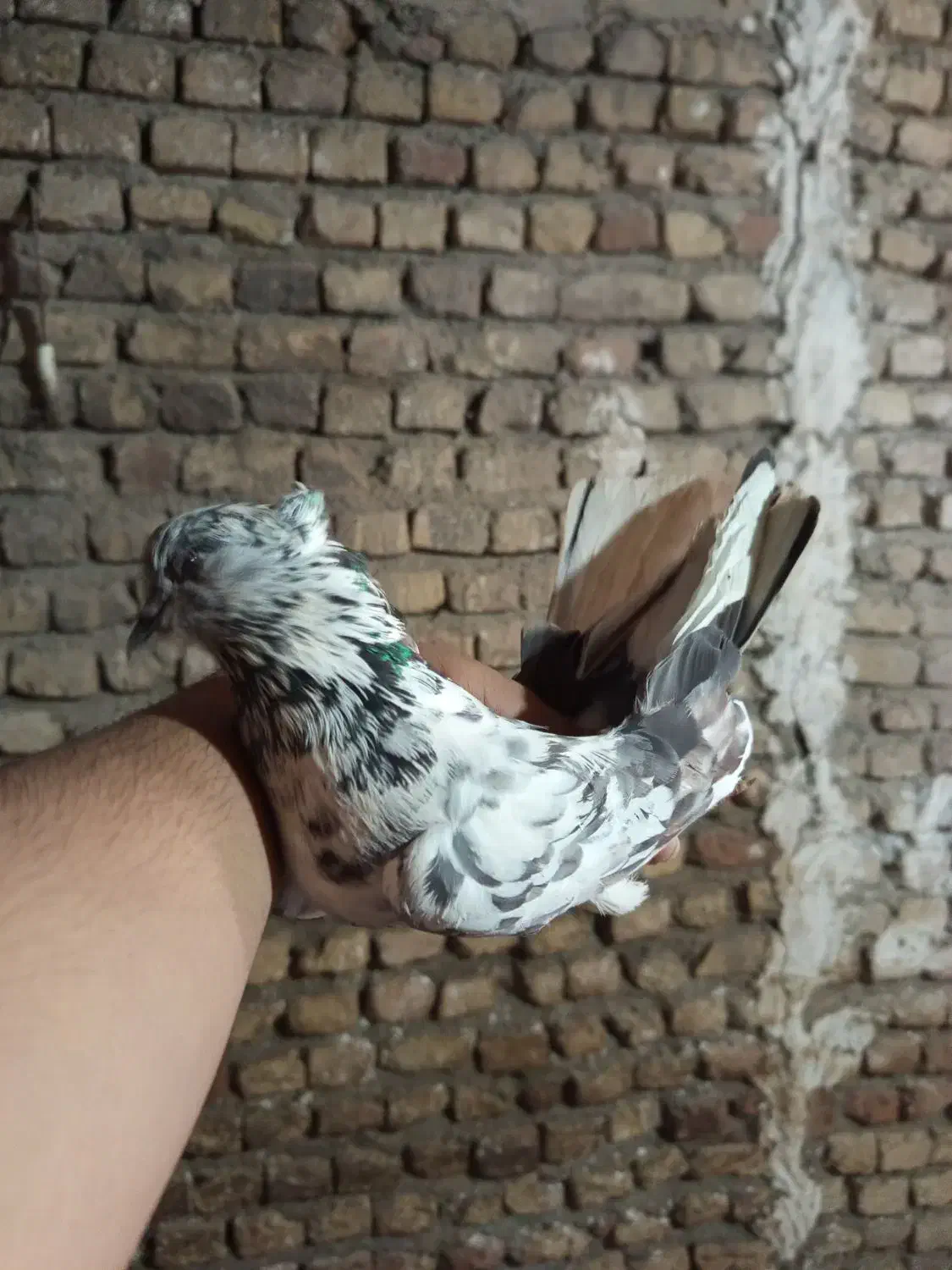 کبوتر|پرنده|فاضل آباد, |دیوار