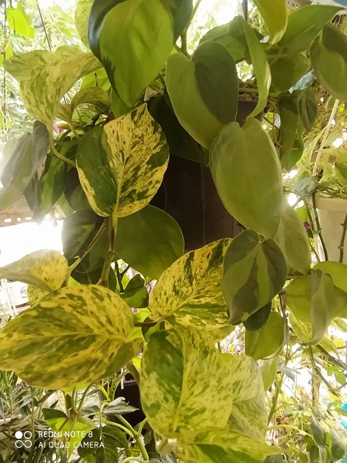 گلدون|گل و گیاه طبیعی|قوچان, |دیوار