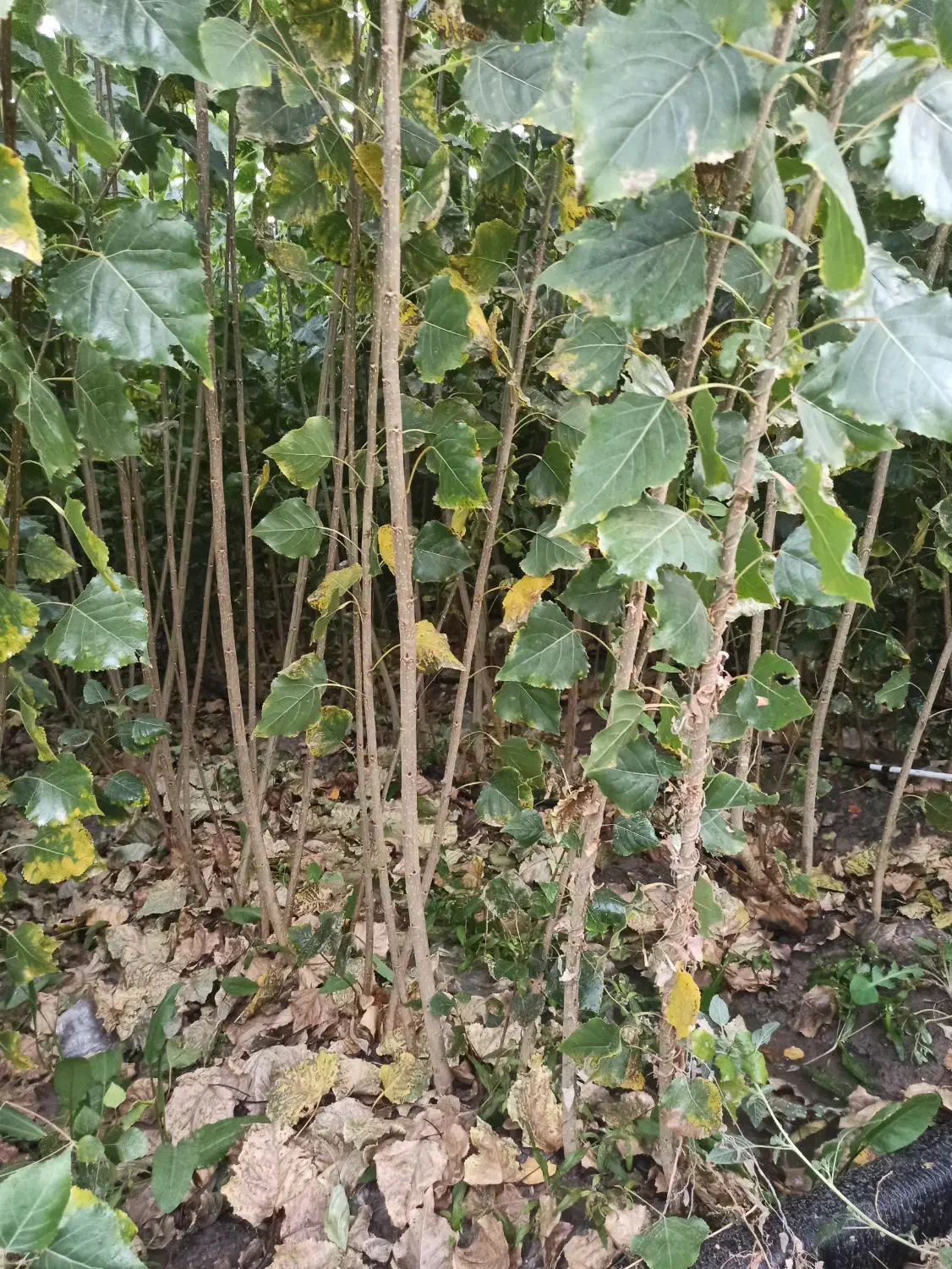 درخت صنوبر و کبوده|خدمات باغبانی و درختکاری|فلاورجان, |دیوار