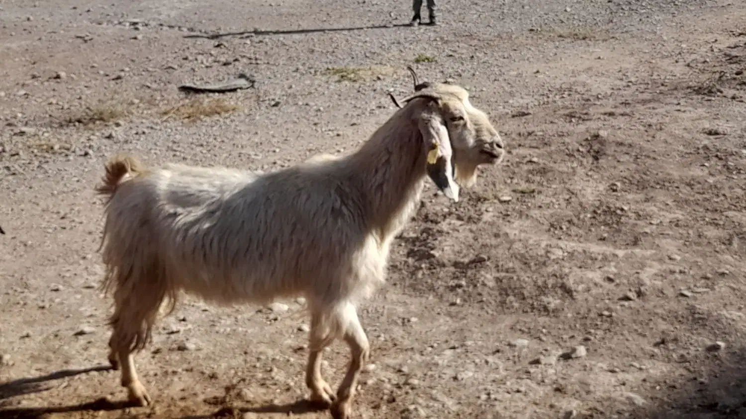 یک جفت بز|حیوانات مزرعه|سمنان, |دیوار