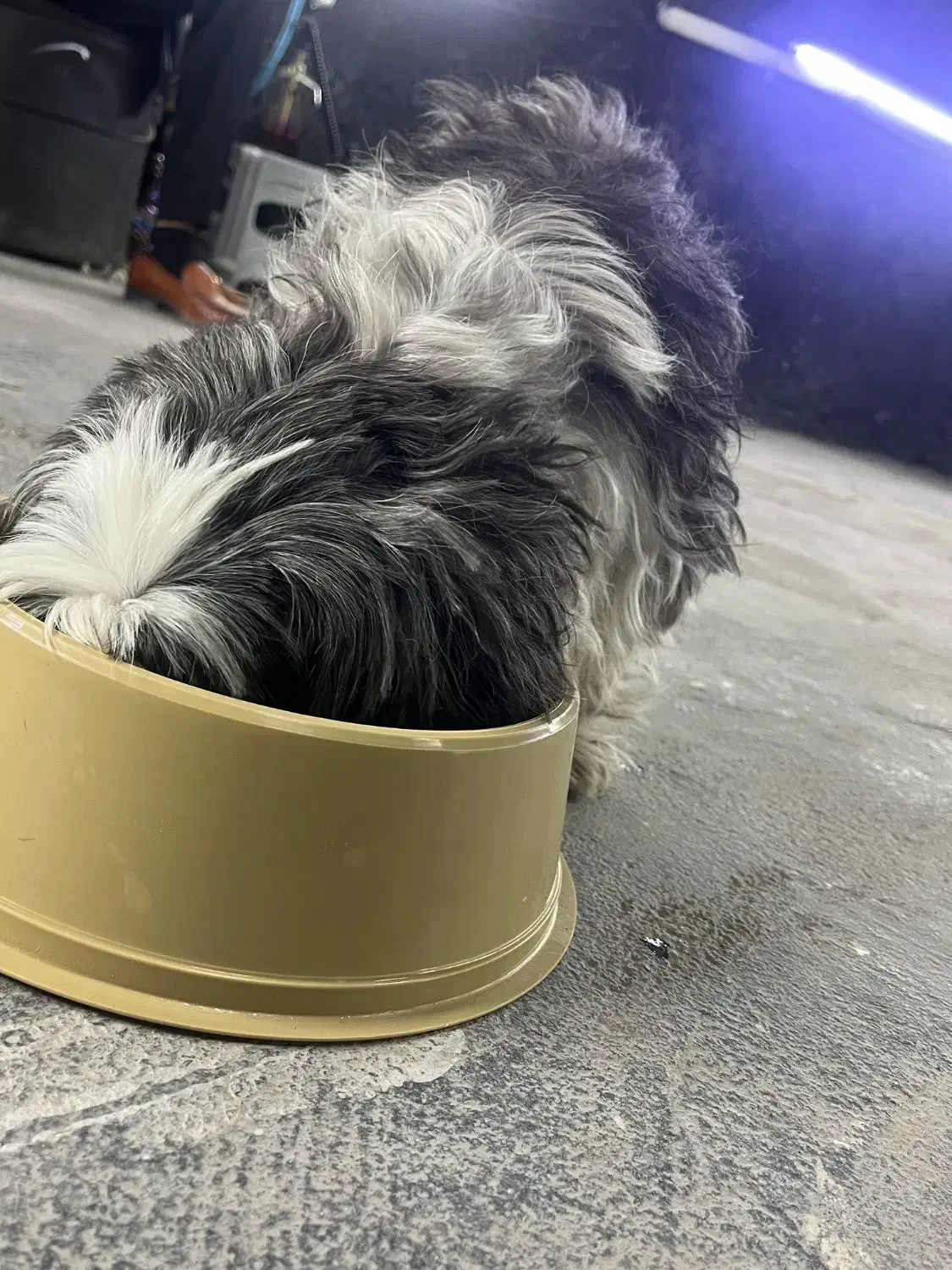 سگ پشمالو شیتزو|سگ|تهران, الهیه|دیوار