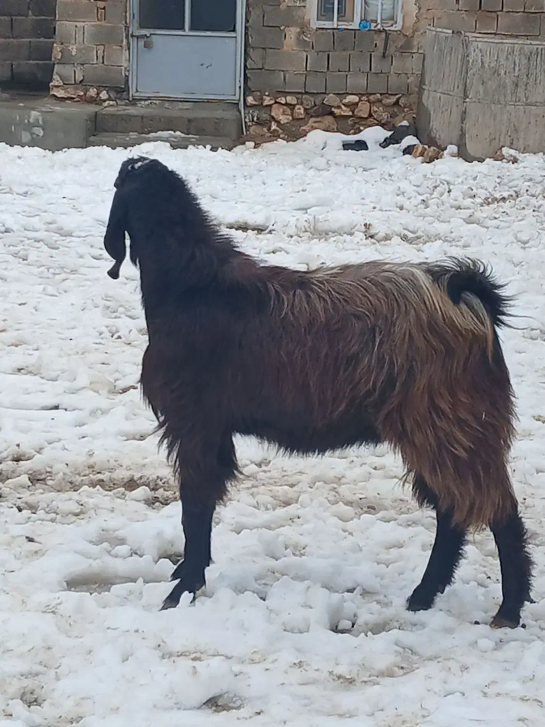 بز نر یک ساله|حیوانات مزرعه|شاهین دژ, |دیوار