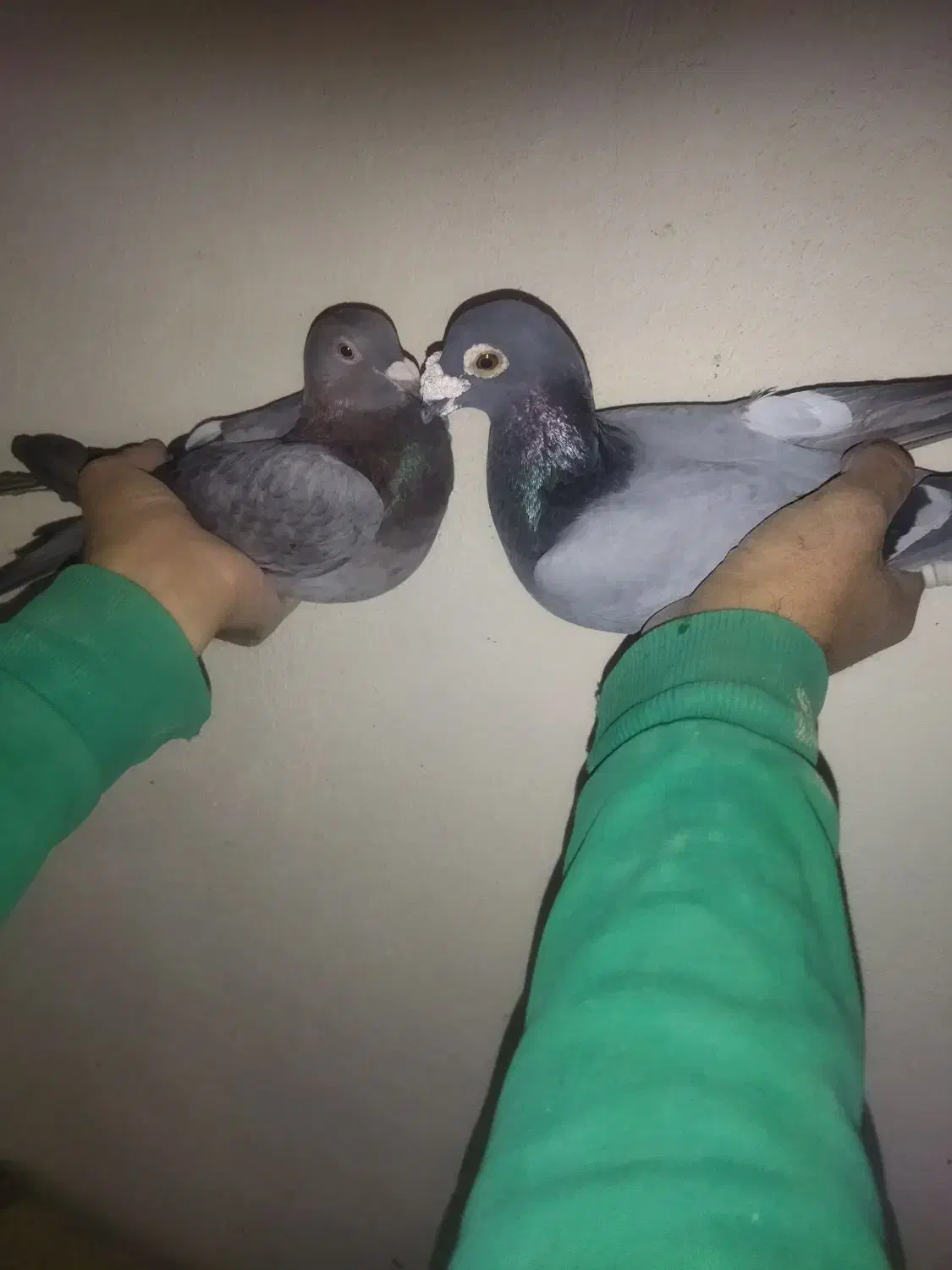 کبوتر پلاکی جفت 600|پرنده|فامنین, |دیوار