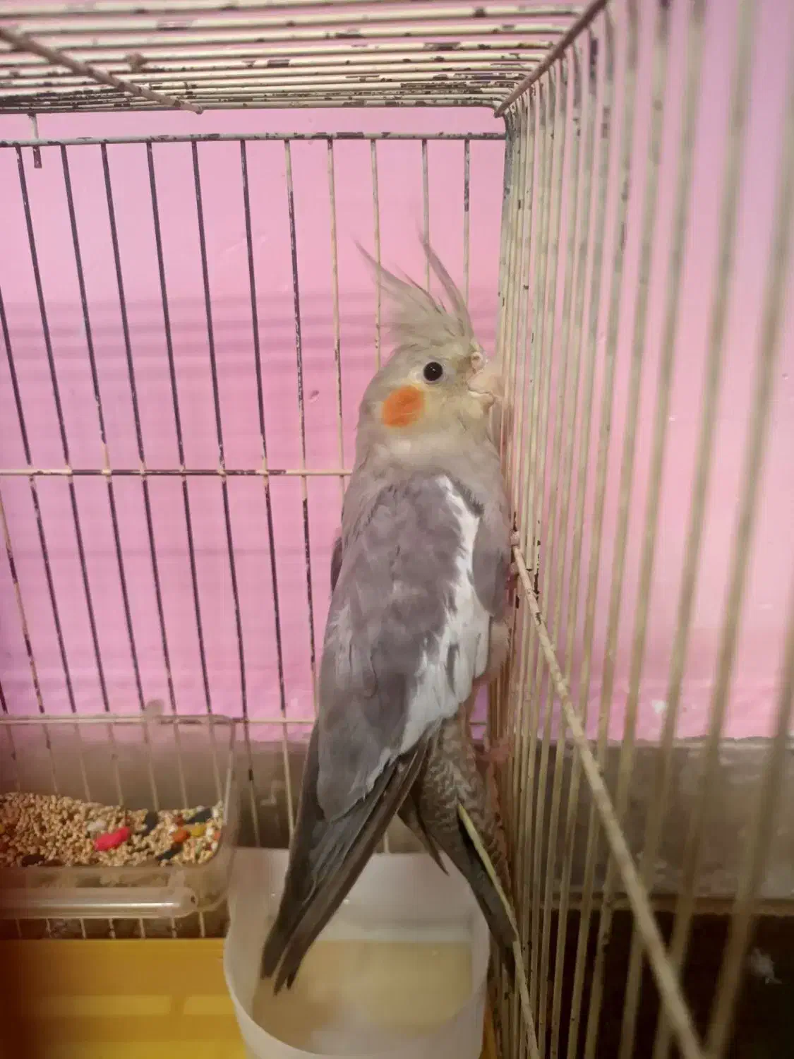 جوجه عروس هلندی|پرنده|بروجرد, |دیوار