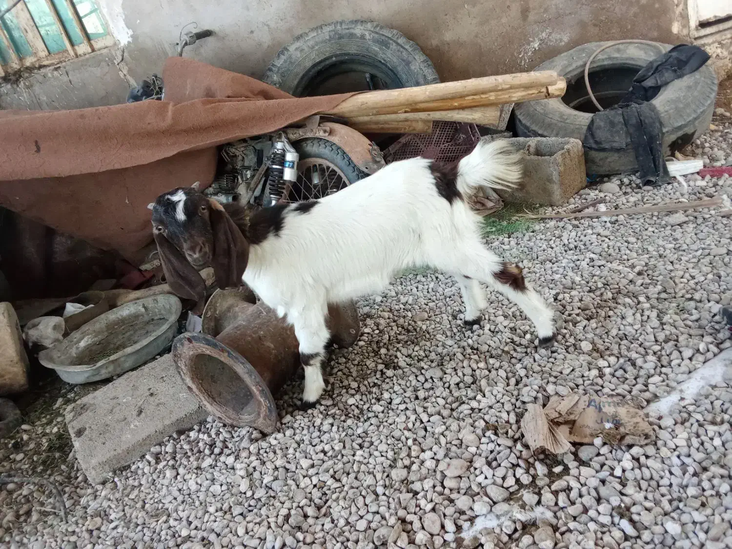 شعیبیه|حیوانات مزرعه|شوشتر, |دیوار