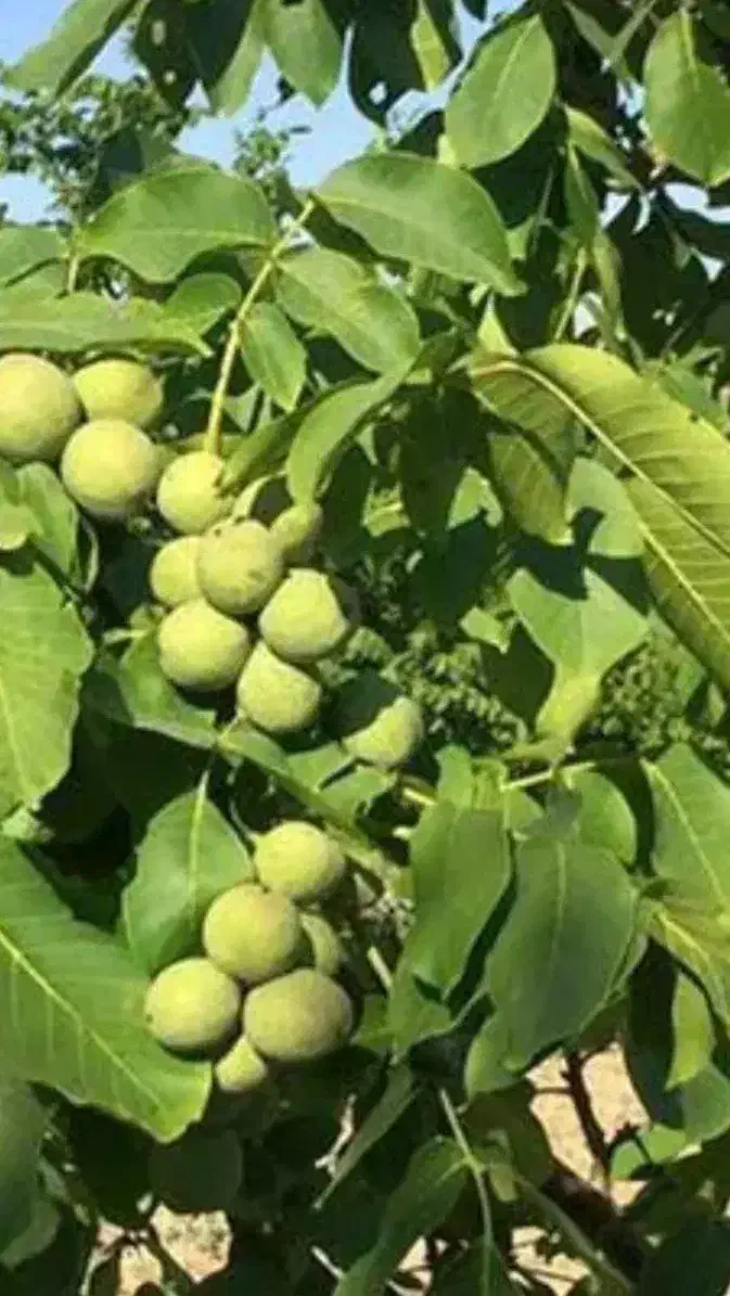 خانه باغ و زمین|فروش خانه و ویلا|درب بهشت, |دیوار