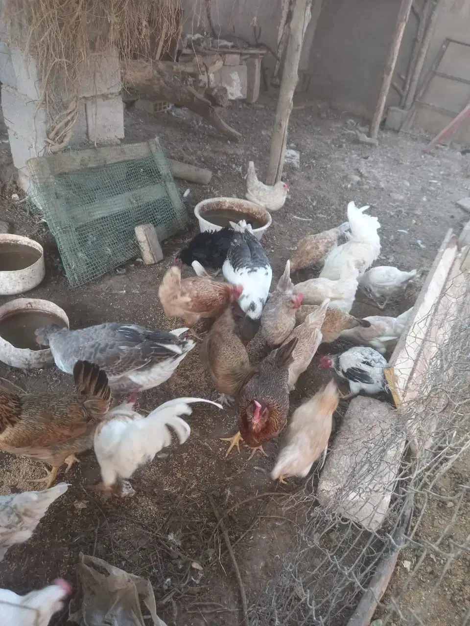 مرغ و غاز|حیوانات مزرعه|شوشتر, |دیوار