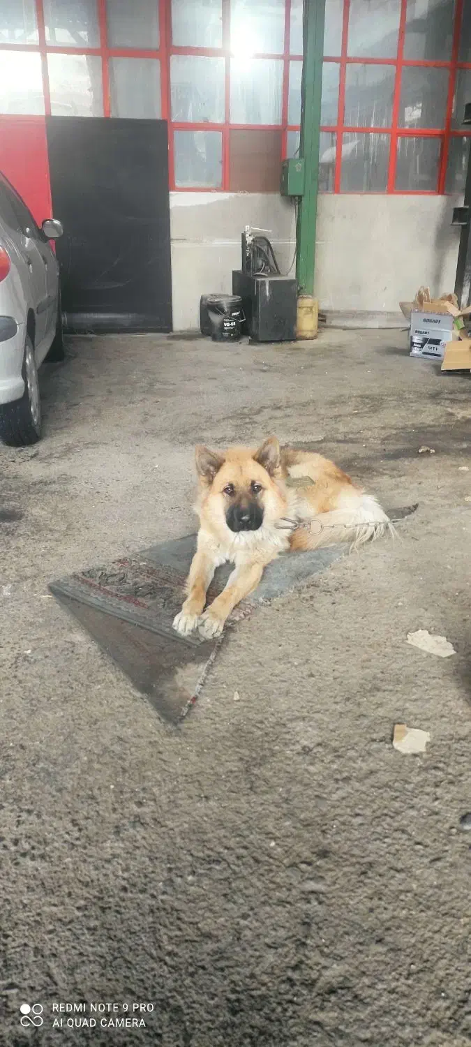 چهار عدد سگ ژرمن نژاد دار|سگ|تهران, تهرانپارس جنوبی|دیوار