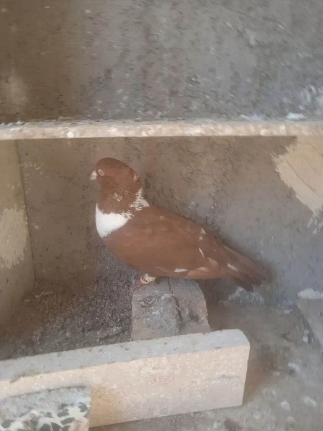 طوقی|پرنده|اقبالیه, |دیوار