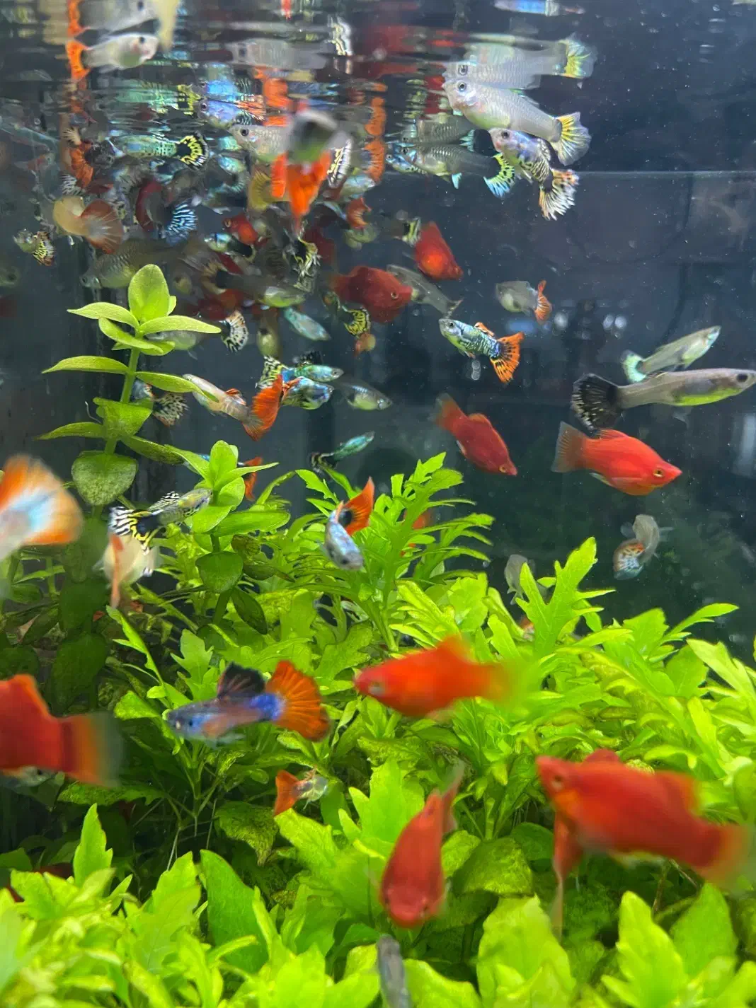 ماهی گوپی مولد|ماهی|اصفهان, نصرآباد|دیوار