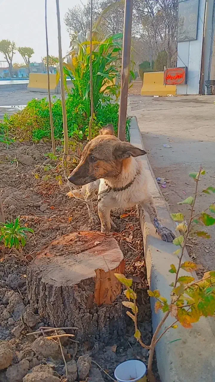 سگ جک راسل تریر|سگ|اصفهان, منتظرالمهدی|دیوار