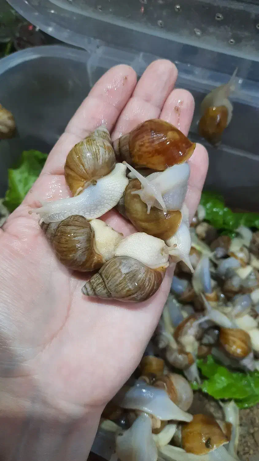 حلزون های پرورشی کلاژن ساز|خزنده|ممقان, |دیوار