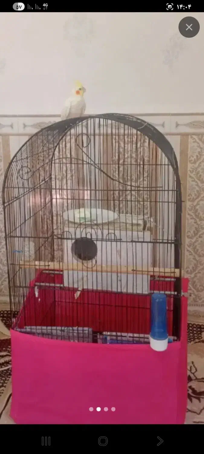 فروش عروس هلندی ماده|پرنده|پارس‌آباد, |دیوار