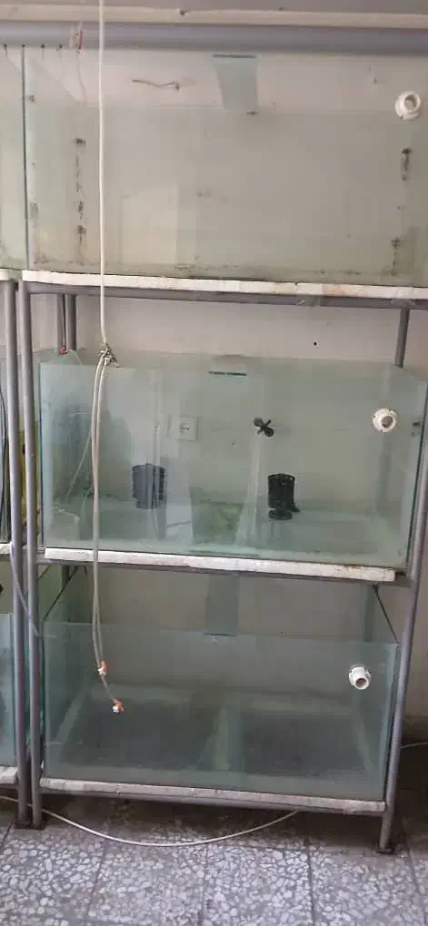 سالن ماهی|ماهی|شاهین‌شهر, خانه کارگر|دیوار