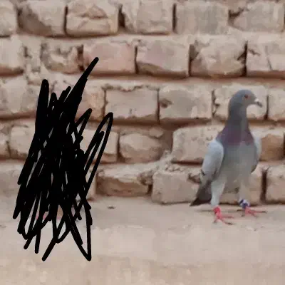 کفتر سبزه گمشده|حیوانات|زابل, |دیوار