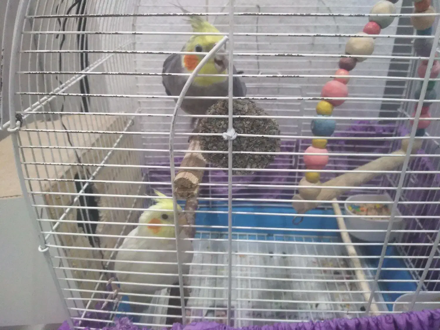 یک جفت عروس هلندی|پرنده|پاکدشت, پاکدشت (مامازند)|دیوار