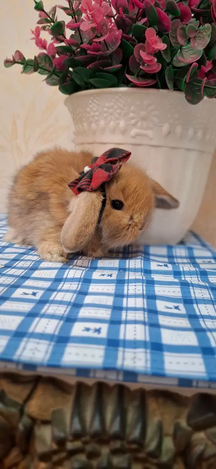 لوپ|موش و خرگوش|اهواز, شریعتی جنوبی|دیوار