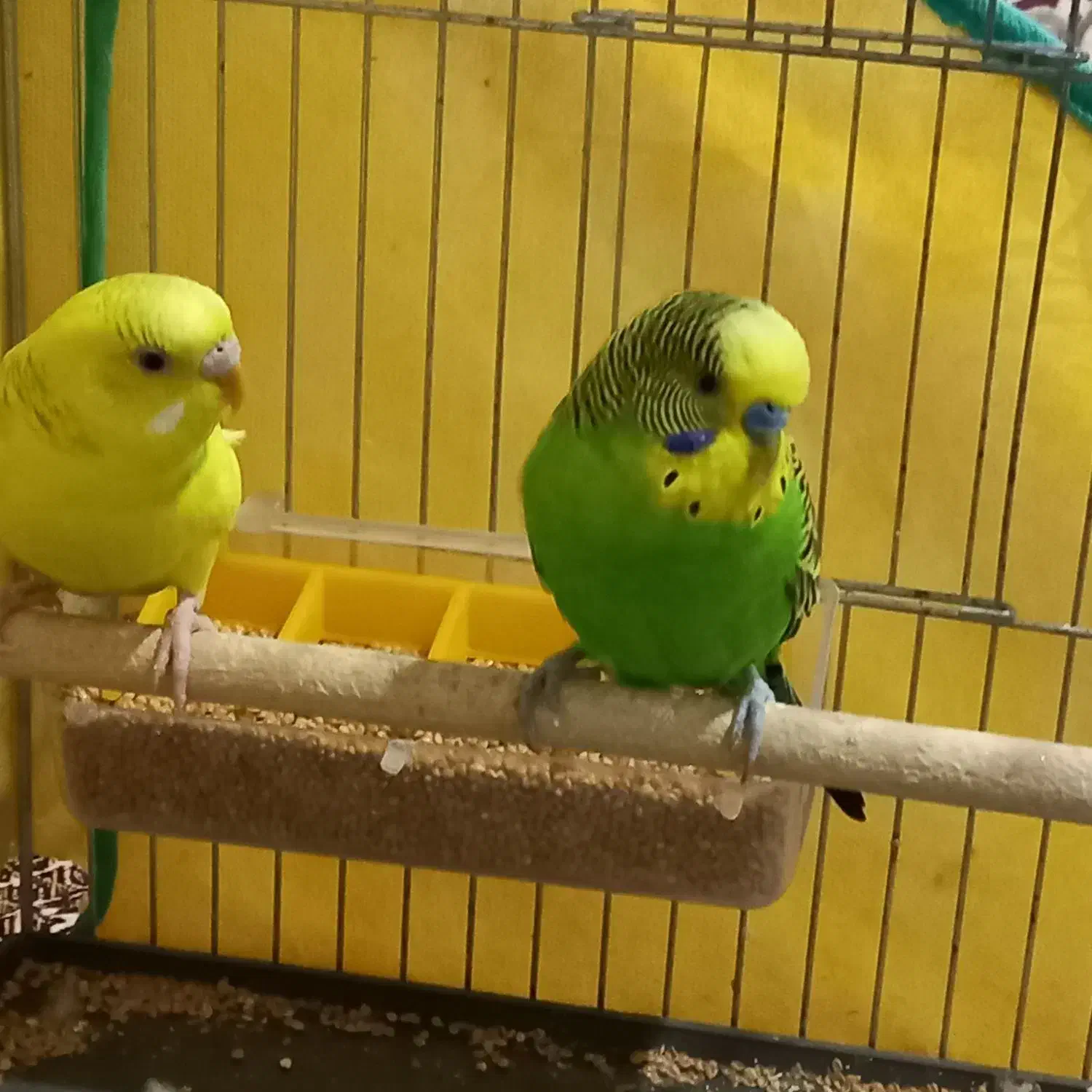 مرغ عشق|پرنده|ثمرین, |دیوار