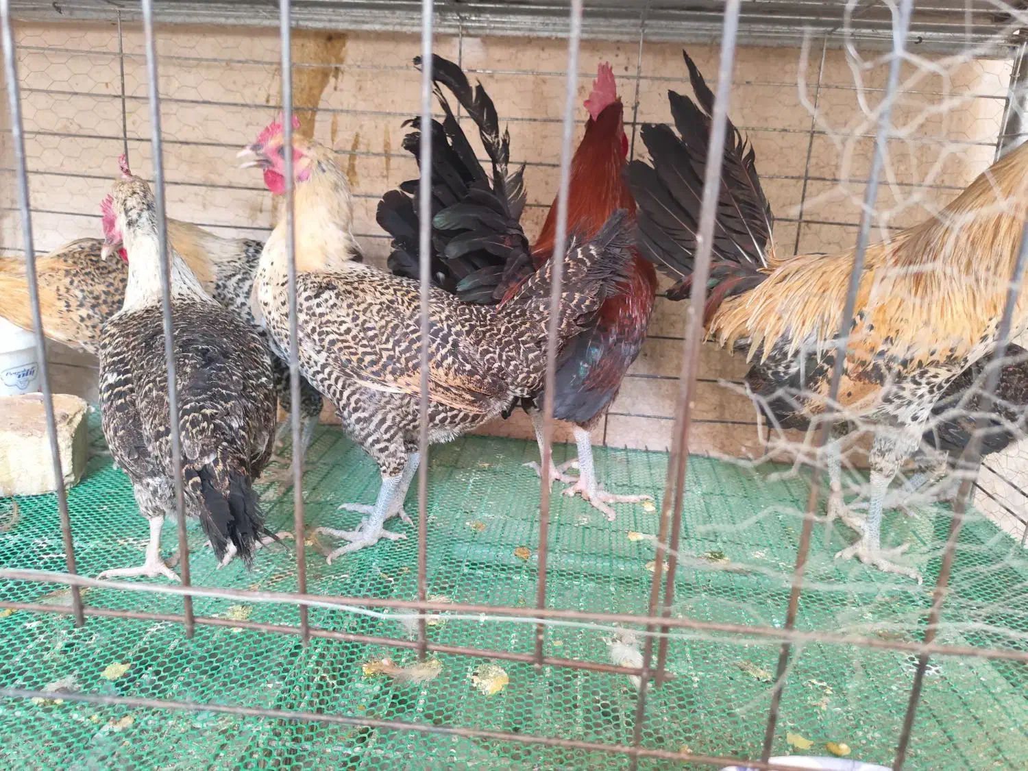 تخم نطفه دار براکل|حیوانات مزرعه|اصفهان, جاوان|دیوار