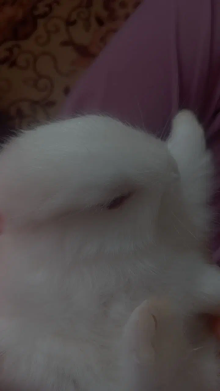 خرگوش نر واگذار میشود|موش و خرگوش|خلخال, |دیوار